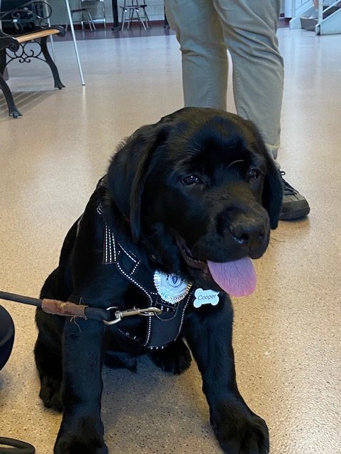 Cooper the comfort dog recently hit the two-month mark at RMHS.